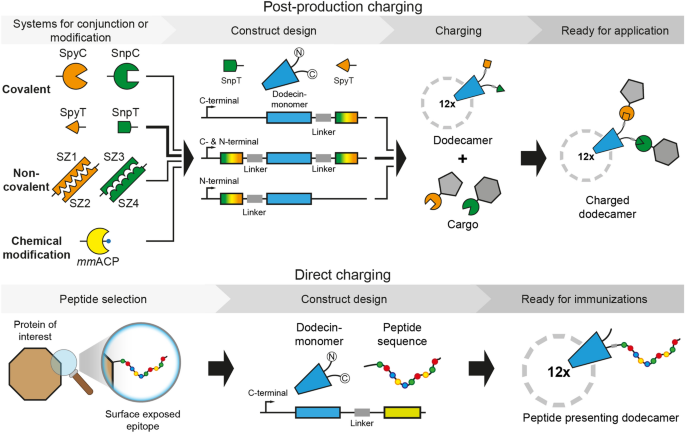 Dodecin As Carrier Protein For Immunizations And Bioengineering Applications Scientific Reports Dodecin As Carrier Protein For Immunizations And Bioengineering Applications Scientific Reports