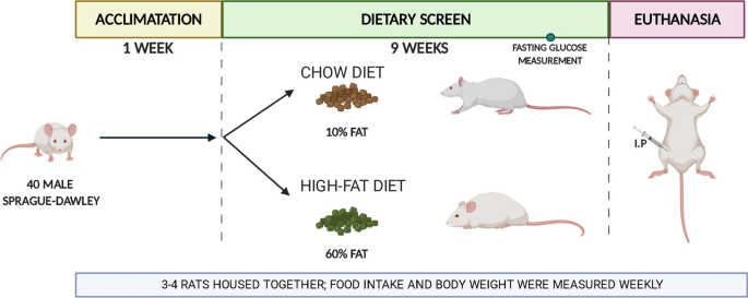 Analysis of platelets from a diet-induced obesity rat model: elucidating  platelet dysfunction in obesity | Scientific Reports