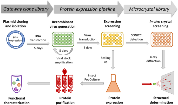Construction of gateway-compatible baculovirus expression vectors for  high-throughput protein expression and in vivo microcrystal screening |  Scientific Reports