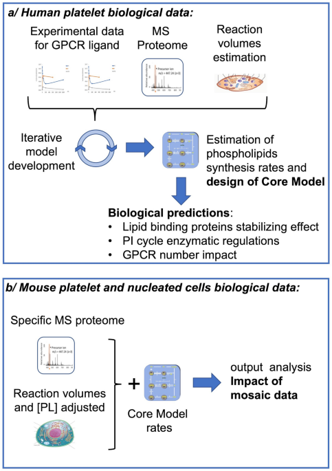 A model of the PI cycle reveals the regulating roles of lipid-binding  proteins and pitfalls of using mosaic biological data | Scientific Reports