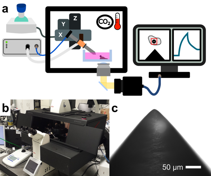 Environmentally Controlled Magnetic Nano Tweezer For Living Cells And Extracellular Matrices Scientific Reports Environmentally Controlled Magnetic Nano Tweezer For Living Cells And Extracellular Matrices Scientific Reports