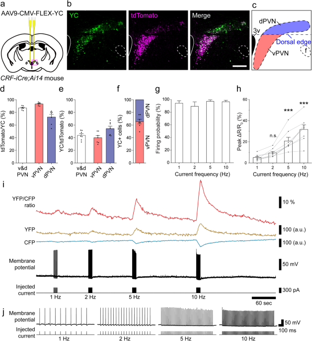 Identification Of Substances Which Regulate Activity Of Corticotropin Releasing Factor Producing Neurons In The Paraventricular Nucleus Of The Hypothalamus Scientific Reports