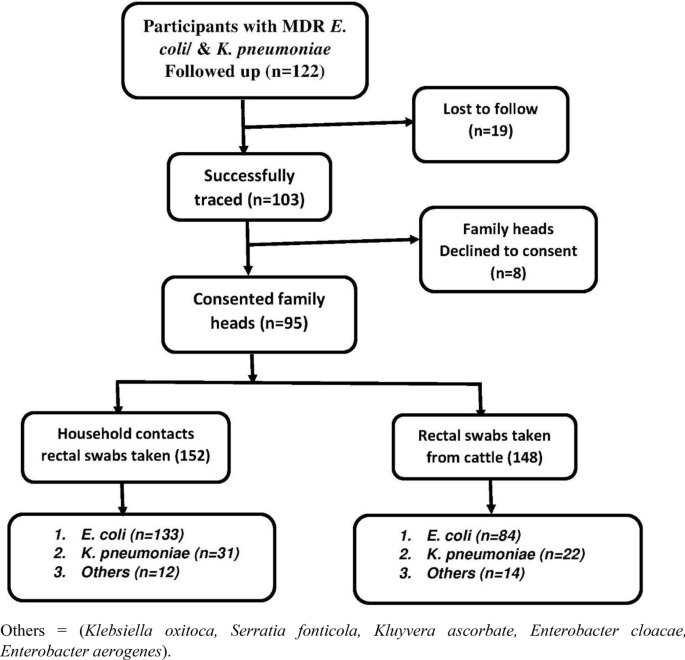 Antimicrobial Resistance At The Human Animal Interface In The Pastoralist Communities Of Kasese District South Western Uganda Scientific Reports