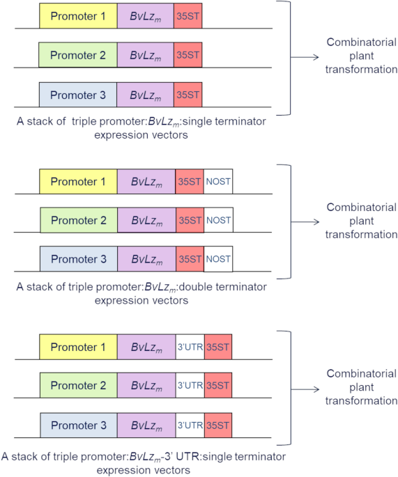 Unprecedented enhancement of recombinant protein production in sugarcane culms using a combinatorial promoter stacking system