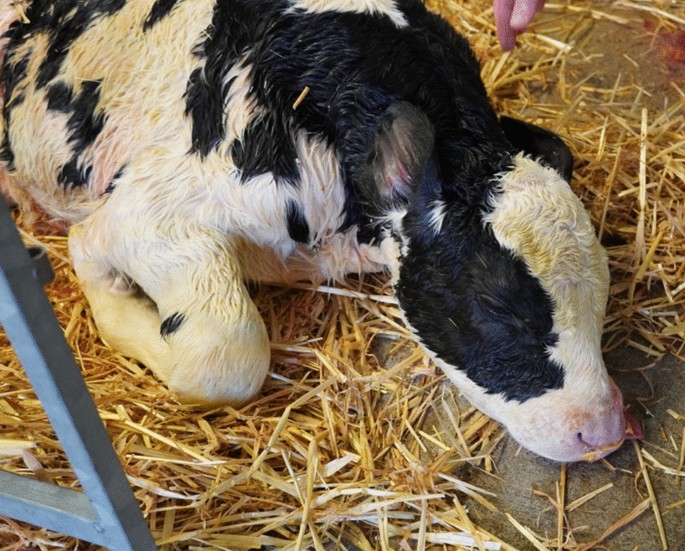 Bovine Birthing and Ultrasound Simulator