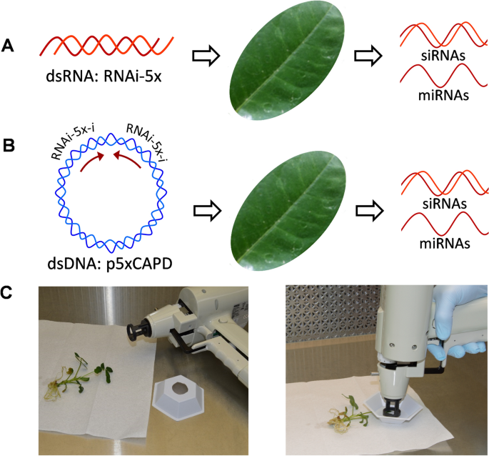 Analysis Of Small Rna Populations Generated In Peanut Leaves After Exogenous Application Of Dsrna And Dsdna Targeting Aflatoxin Synthesis Genes Scientific Reports Analysis Of Small Rna Populations Generated In Peanut Leaves After Exogenous Application Of Dsrna And Dsdna Targeting Aflatoxin Synthesis Genes Scientific Reports