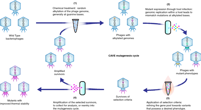optimizing bacteriophage engineering