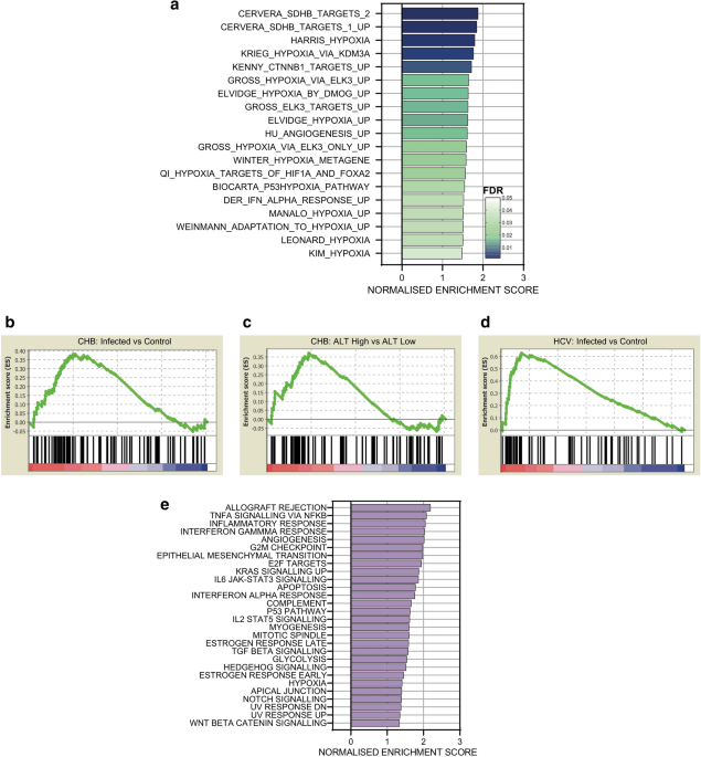 Hypoxic Gene Expression In Chronic Hepatitis B Virus Infected Patients Is Not Observed In State Of The Art In Vitro And Mouse Infection Models Scientific Reports