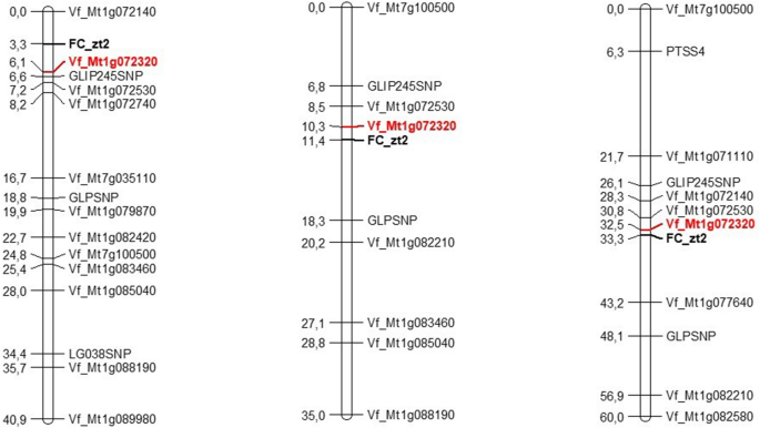 The Bhlh Transcription Factor Vftt8 Underlies Zt2 The Locus Determining Zero Tannin Content In Faba Bean Vicia Faba L Scientific Reports The Bhlh Transcription Factor Vftt8 Underlies Zt2 The Locus Determining Zero Tannin Content In Faba Bean Vicia Faba L Scientific Reports