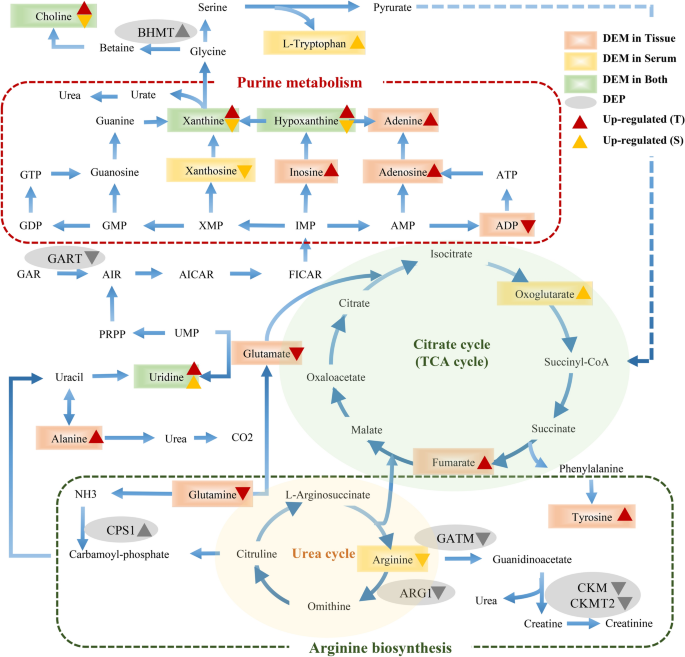 Frontiers  Proteomic and Metabolomic Profiling of Deinococcus