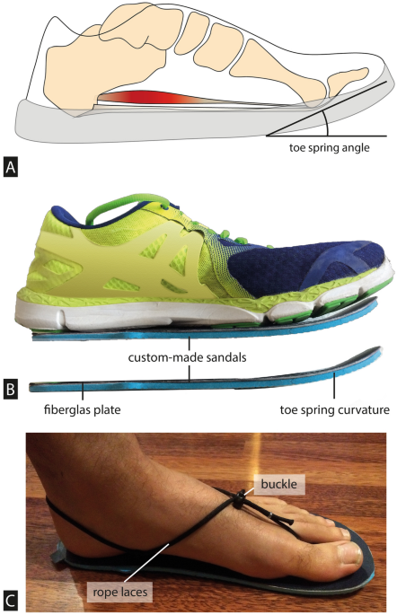 Effect of the upward curvature of toe springs on walking