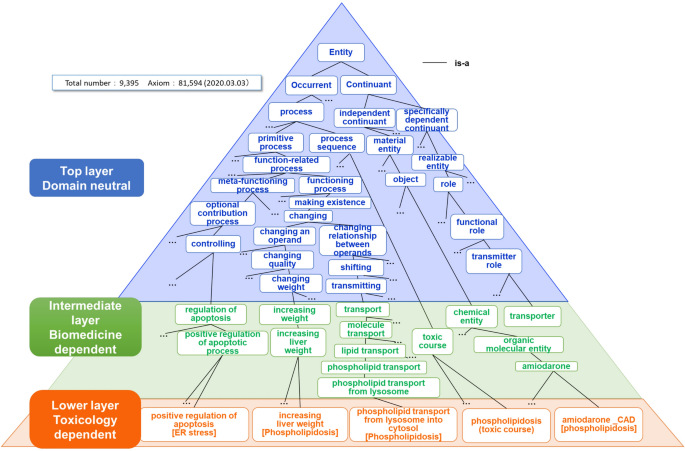 Ontological Approach To The Knowledge Systematization Of A Toxic Process And Toxic Course Representation Framework For Early Drug Risk Management Scientific Reports