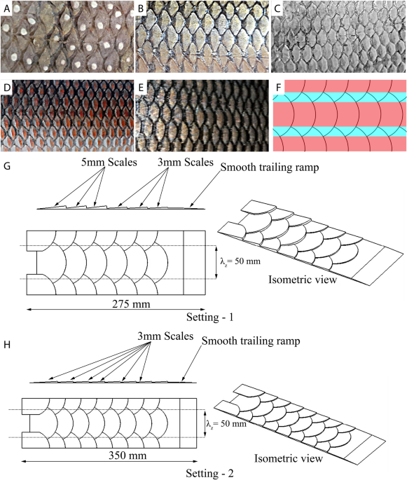 Transition delay using biomimetic fish scale arrays