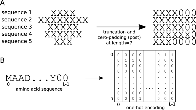 Effect of sequence padding on the performance of deep learning models in  archaeal protein functional prediction