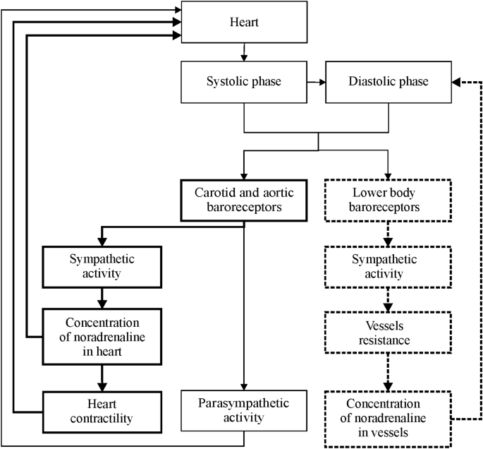 Mathematical Modeling Of The Cardiovascular Autonomic Control In Healthy Subjects During A Passive Head Up Tilt Test Scientific Reports Mathematical Modeling Of The Cardiovascular Autonomic Control In Healthy Subjects During A Passive Head Up Tilt Test Scientific Reports