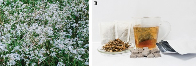 tobacco assessment questionnaire Smoking Cessation: Assessment