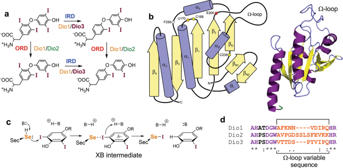 Thyroxine Binding To Type Iii Iodothyronine Deiodinase Scientific Reports