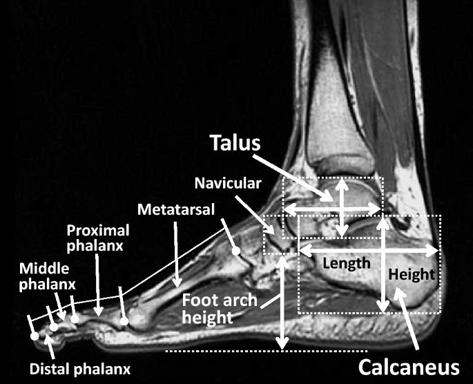 Anatomy and Physiology of the Ankle for Sports Medicine