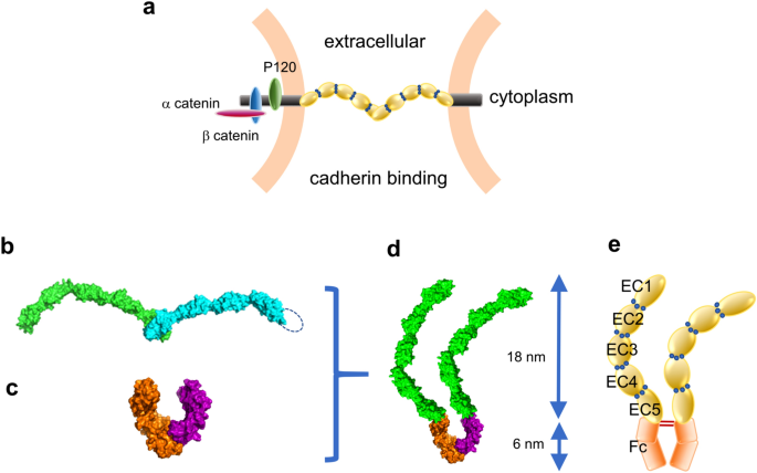 Direct visualization of the extracellular binding structure of E