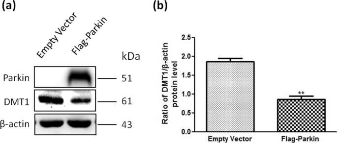 The S Nitrosylation Of Parkin Attenuated The Ubiquitination Of Divalent Metal Transporter 1 In Mpp Treated Sh Sy5y Cells Scientific Reports