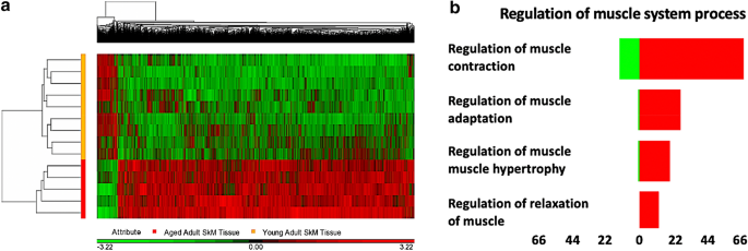 Dna Methylation Across The Genome In Aged Human Skeletal Muscle Tissue And Muscle Derived Cells The Role Of Hox Genes And Physical Activity Scientific Reports