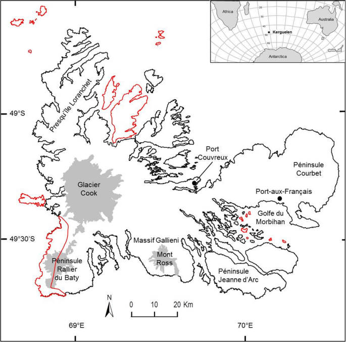 reform Gummi Tænk fremad Spotlight on the invasion of a carabid beetle on an oceanic island over a  105-year period | Scientific Reports