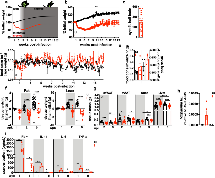 T Gondii Infection Induces Il 1r Dependent Chronic Cachexia And Perivascular Fibrosis In The Liver And Skeletal Muscle Scientific Reports