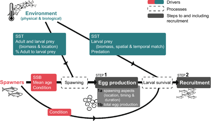 A fine-scale multi-step approach to understand fish recruitment 