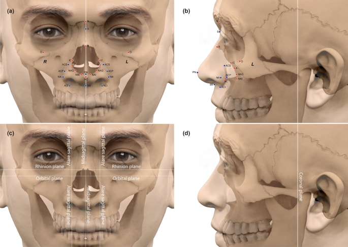 human noses profile