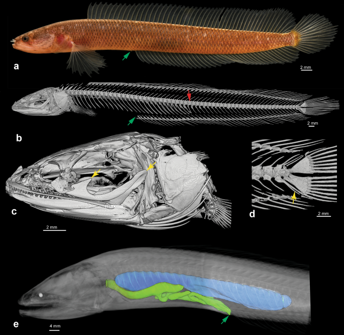 Aenigmachannidae A New Family Of Snakehead Fishes Teleostei Channoidei From Subterranean Waters Of South India Scientific Reports Aenigmachannidae A New Family Of Snakehead Fishes Teleostei Channoidei From Subterranean Waters Of South India Scientific Reports