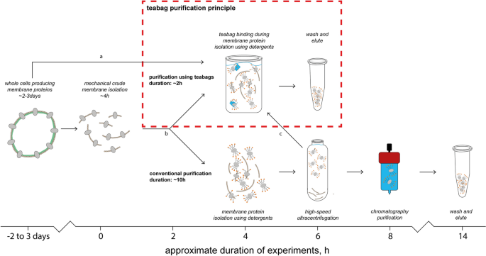 The rapid “teabag” method for high-end purification of membrane proteins |  Scientific Reports