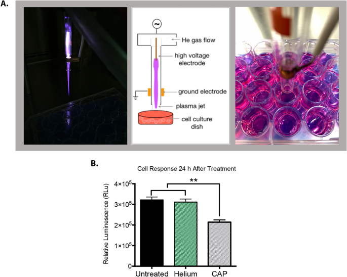 Combination Therapy Of Cold Atmospheric Plasma Cap With Temozolomide In The Treatment Of U87mg Glioblastoma Cells Scientific Reports