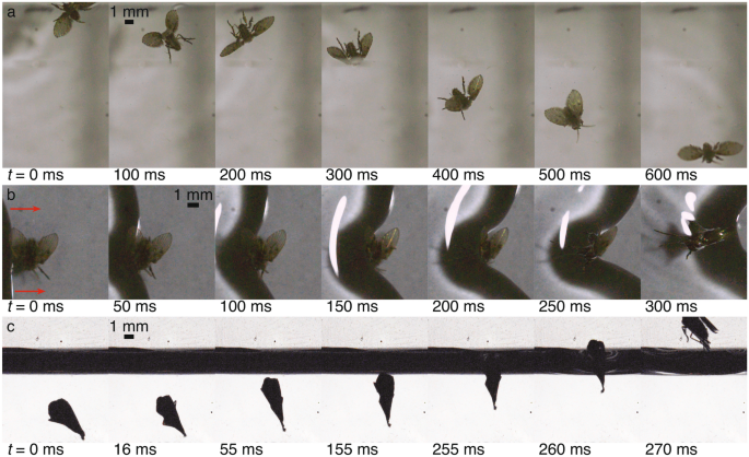 Fruit Fly Destroyer that kills them in the larva stage in the drain pipe -  Drain-Net