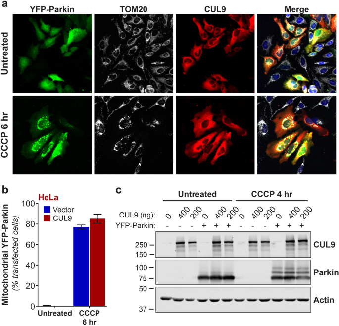 Characterization Of A Cul9 Parkin Double Knockout Mouse Model For Parkinson S Disease Scientific Reports