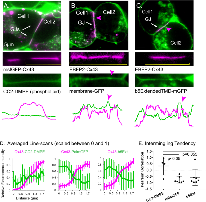 The dynamic Nexus: gap junctions control protein localization and mobility  in distinct and surprising ways | Scientific Reports