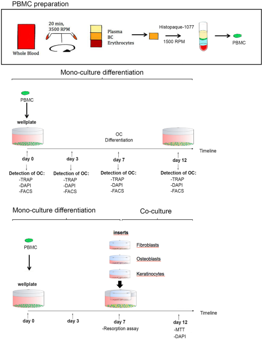 Establishment and validation of an in vitro co-culture model for oral cell  lines using human PBMC-derived osteoclasts, osteoblasts, fibroblasts and  keratinocytes | Scientific Reports