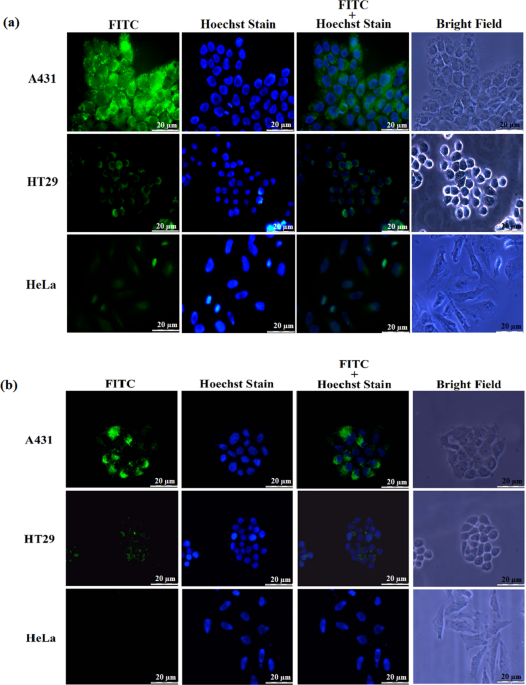 Targeted Delivery Of 5 Fluorouracil 1 Acetic Acid 5 Fa To Cancer Cells Overexpressing Epithelial Growth Factor Receptor Egfr Using Virus Like Nanoparticles Scientific Reports