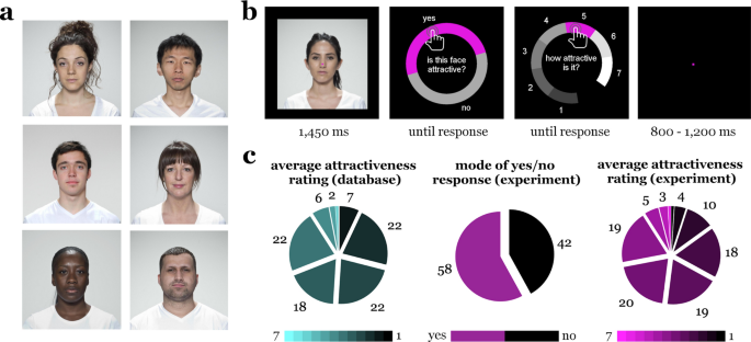 Tracking Cortical Representations Of Facial Attractiveness Using Time Resolved Representational Similarity Analysis Scientific Reports