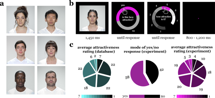 Tracking cortical representations of facial attractiveness using  time-resolved representational similarity analysis | Scientific Reports