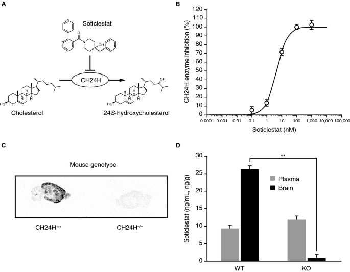 Soticlestat A Novel Cholesterol 24 Hydroxylase Inhibitor Shows A Therapeutic Potential For Neural Hyperexcitation In Mice Scientific Reports