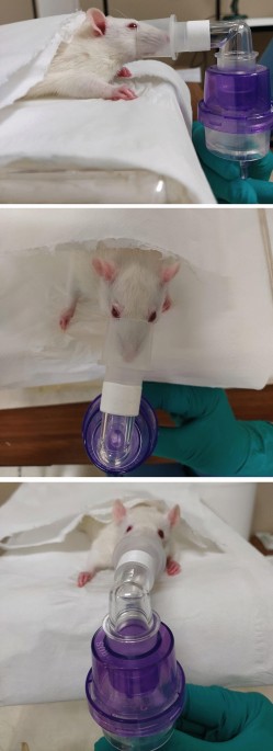 Nebulized Ivermectin For Covid 19 And Other Respiratory Diseases A Proof Of Concept Dose Ranging Study In Rats Scientific Reports
