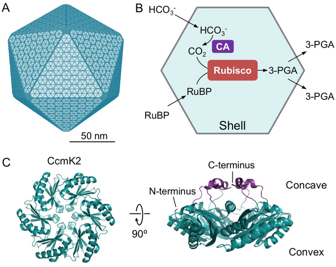 Molecular Simulations Unravel The Molecular Principles That Mediate Selective Permeability Of Carboxysome Shell Protein Scientific Reports