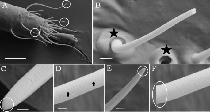 Comparative Morphological And Transcriptomic Analyses Reveal Chemosensory Genes In The Poultry Red Mite Dermanyssus Gallinae Scientific Reports