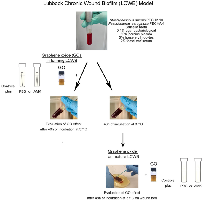 Graphene Oxide Affects Staphylococcus Aureus And Pseudomonas Aeruginosa Dual Species Biofilm In Lubbock Chronic Wound Biofilm Model Scientific Reports