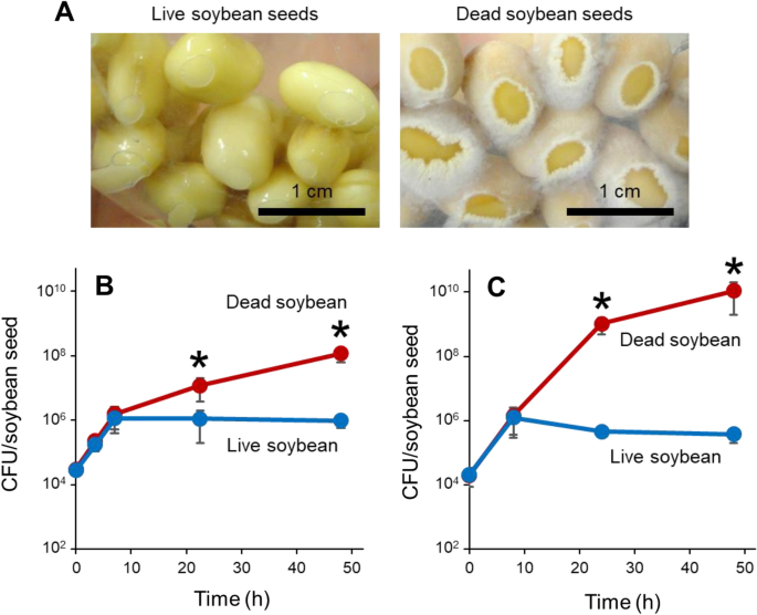 Bacterial inducible expression of plant cell wall-binding protein yeso through conflict between glycine max and saprophytic bacillus subtilis