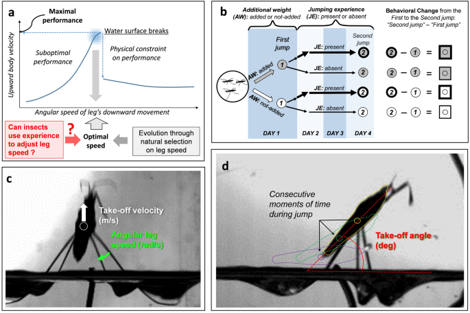 Water strider females use individual experience to adjust jumping behaviour  to their weight within physical constraints of water surface tension |  Scientific Reports