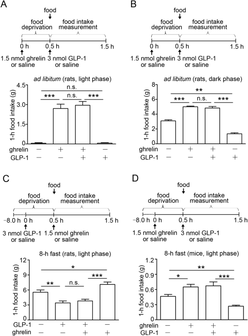 glp 1 hunger hormone Functional interaction between Ghrelin and GLP-1 regulates feeding through  the vagal afferent system