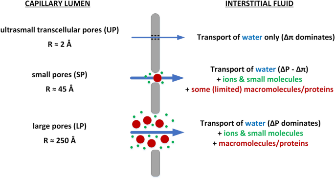 Transcapillary Transport Of Water Small Solutes And Proteins During Hemodialysis Scientific Reports