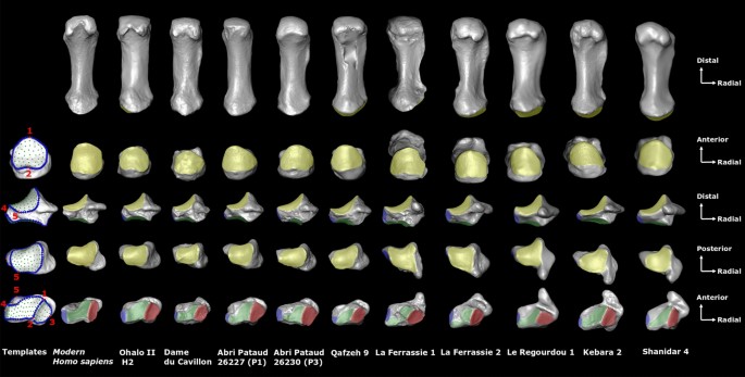 The Implications Of Thumb Movements For Neanderthal And Modern Human Manipulation Scientific Reports