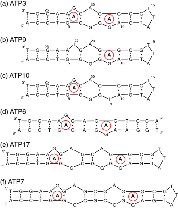 Thermodynamic Analysis Of Cooperative Ligand Binding By The Atp Binding Dna Aptamer Indicates A Population Shift Binding Mechanism Scientific Reports